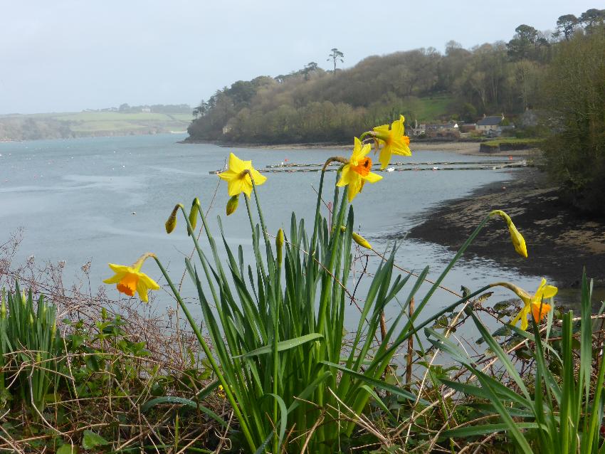  Daffodils at Helford Passage - February 2016 