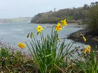  Daffodils at Helford Passage - February 2016 