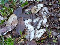  Fallen leaves on the coiast path, Cornwall - February 2016 