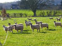  Sheep, Aulden - March 2016 