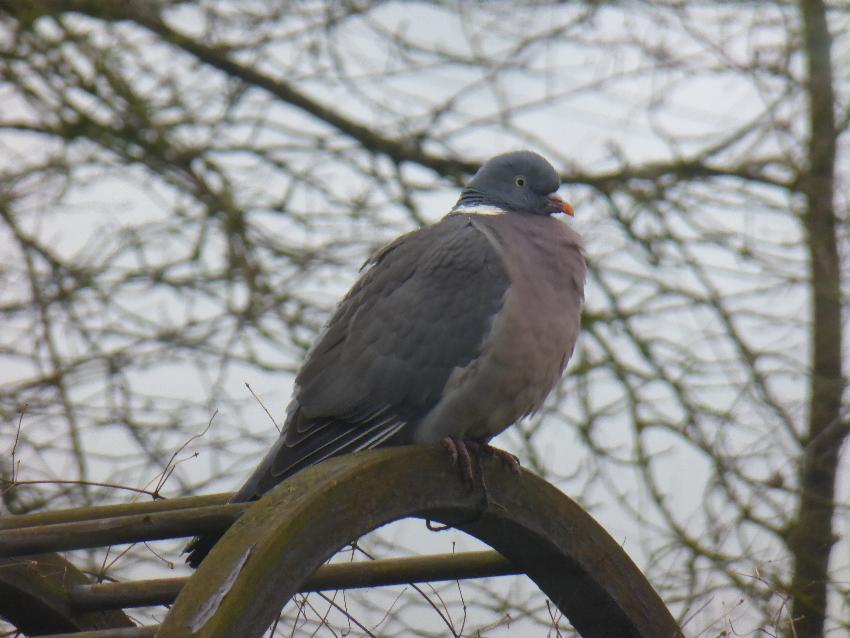  Pidgeon, Aulden Farm - March 2016 