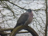  Pidgeon, Aulden Farm - March 2016 