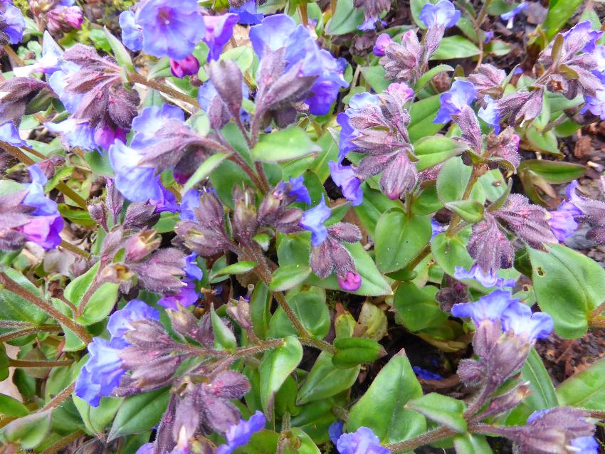  Pulmonaria …. - March 2016 