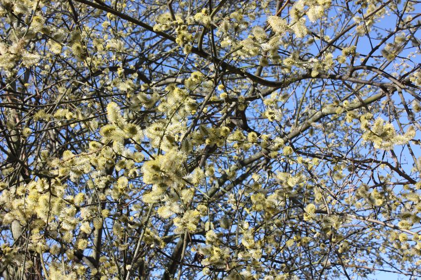  Pussy Willow, Aulden Farm - April 2016 