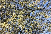  Pussy Willow, Aulden Farm - April 2016 