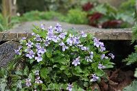  Violets tucked under bridge at Aulden Farm - April 2016 