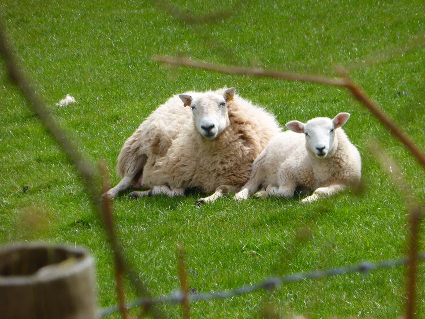  Mother and child, Talybont - May 2016 