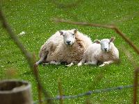  Mother and child, Talybont - May 2016 