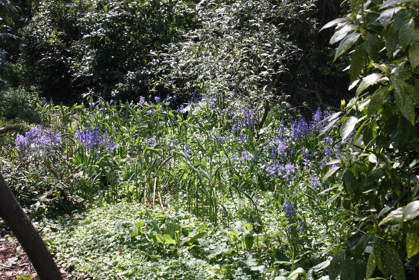  Solomon's Seal appearing, Aulden - May 2016 