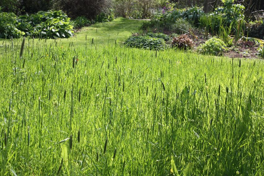  Grasses, Aulden Farm - May 2016 