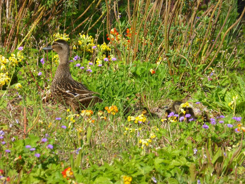  Mother and chicks, Aulden Farm - May 2016 