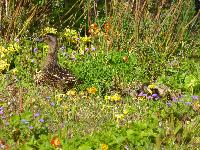  Mother and chicks, Aulden Farm - May 2016 