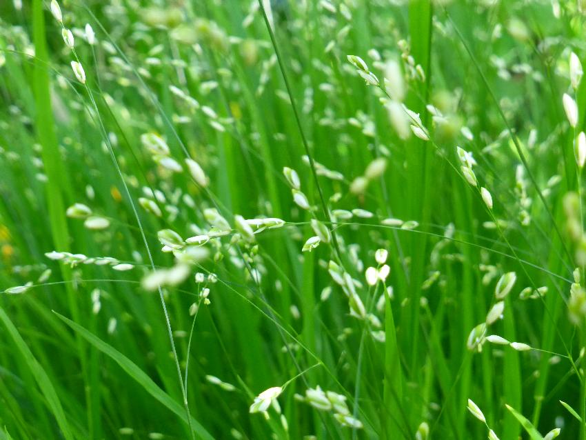  Grasses, Aulden Farm - May 2016 