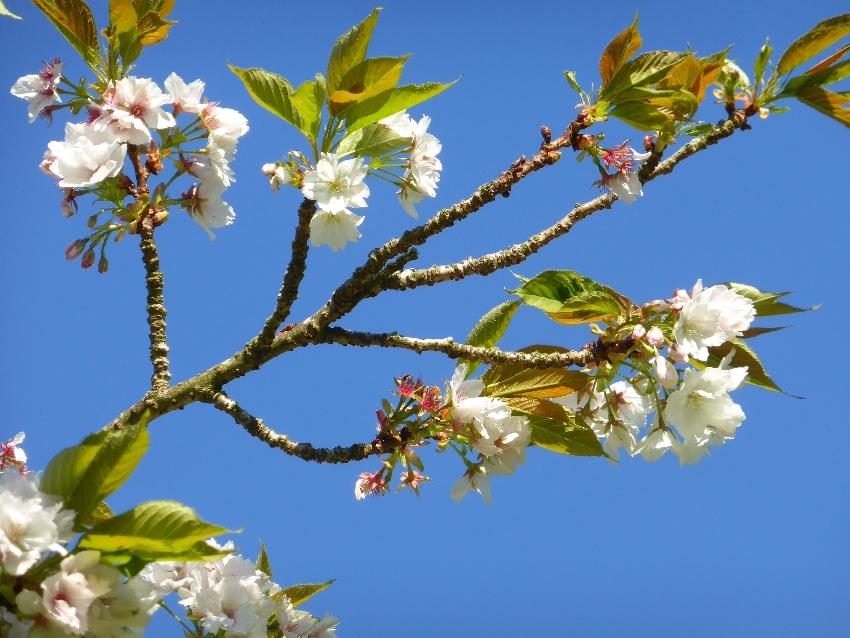  Prunus 'Takaihaku', Aulden Farm - May 2016 