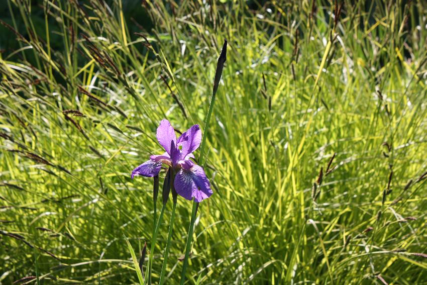  Iris 'Tropic Night' before Carex elata 'Aurea', Aulden Farm - June 2016 
