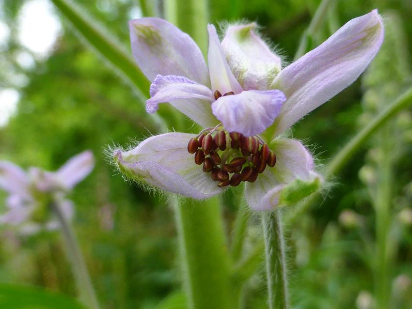  Delphinium reqienii, Aulden Farm - June 2016 