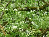  Cow Parsley, Aulden Farm - June 2016 