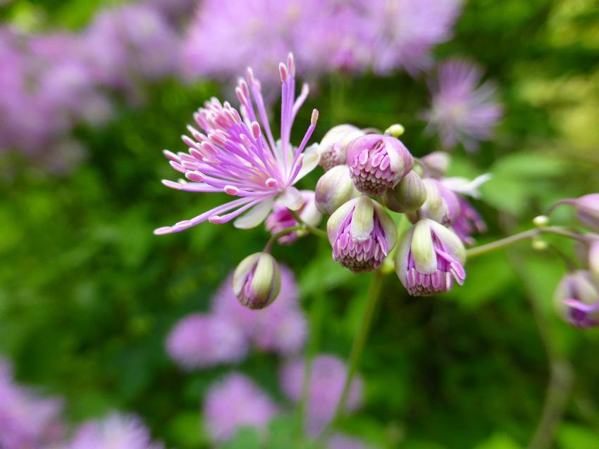  Thalictrum aquilegifolium, Aulden Farm - June 2016 