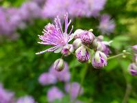  Thalictrum aquilegifolium, Aulden Farm - June 2016 