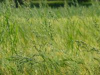  Rye amongst Barley, Aulden - June 2016 