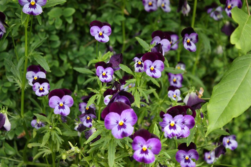  Violas, The Pant - June 2016 