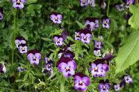  Violas, The Pant - June 2016 