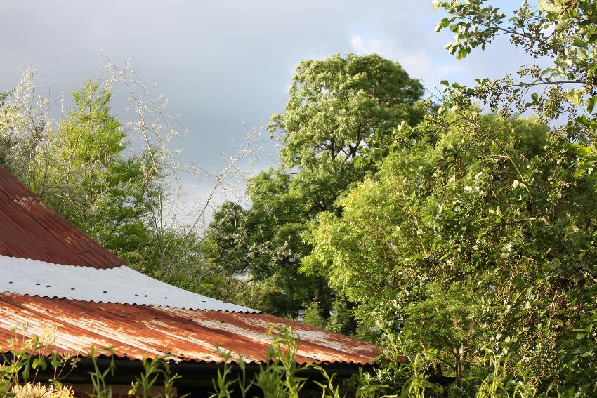  Rust and trees, Aulden Farm - June 2016 