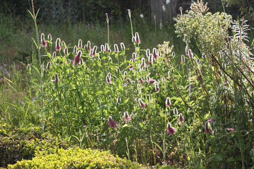  Trifolium rubens, Aulden Farm - June 2016 