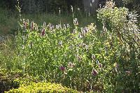  Trifolium rubens, Aulden Farm - June 2016 