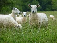  Sheep, Titley Mill - June 2016 