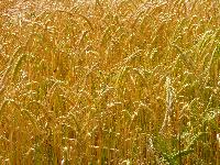  Barley ripening, Aulden - July 2016 