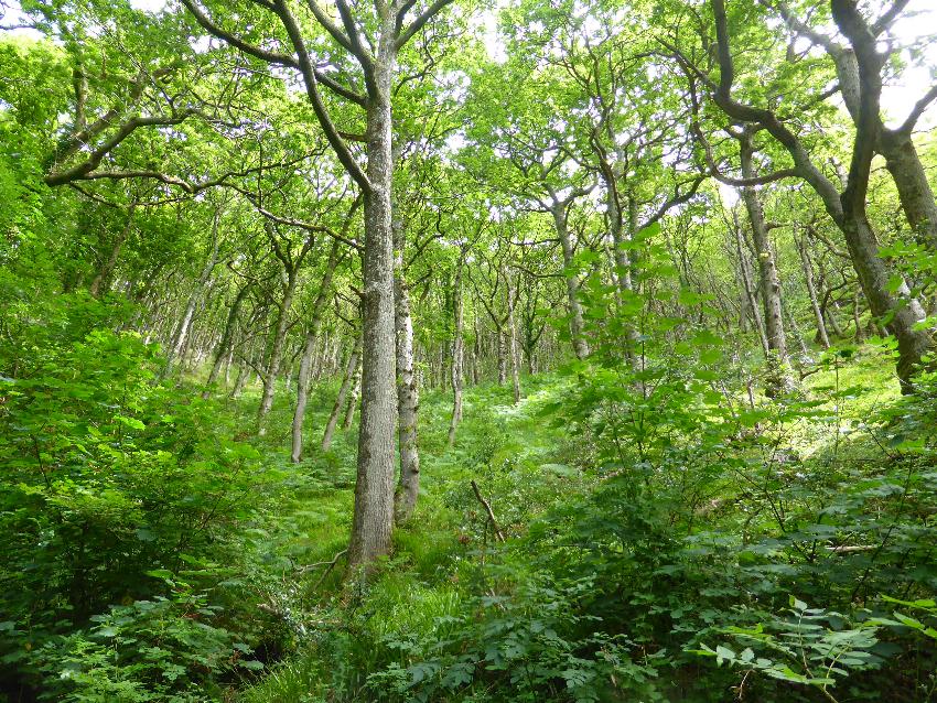  Watersmeet, Devon - July 2016 