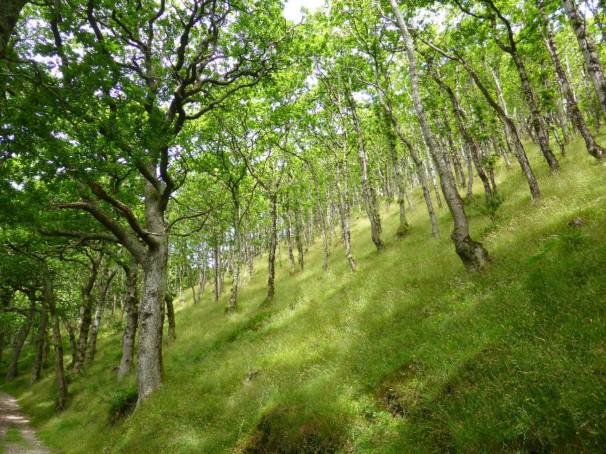  Watersmeet, Devon - July 2016 