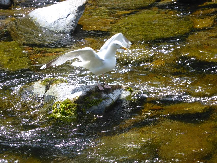  Herring Gull, Lynmouth - July 2016 