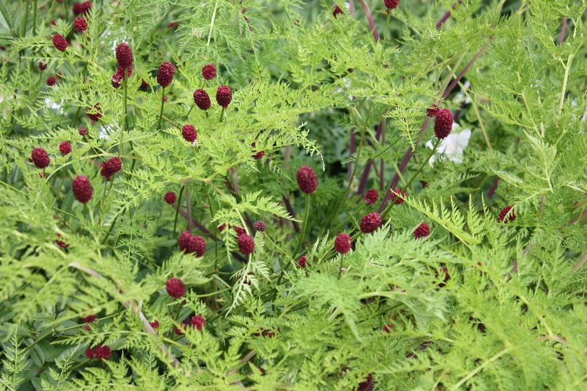  Sanguisorba, Cothay - July 2016 