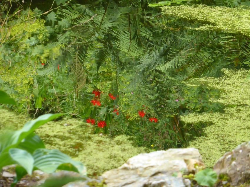  The Garden House - July 2016 