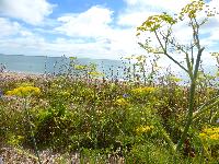  Slapton Ley - July 2016 