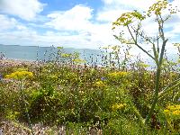  Slapton Ley - July 2016 