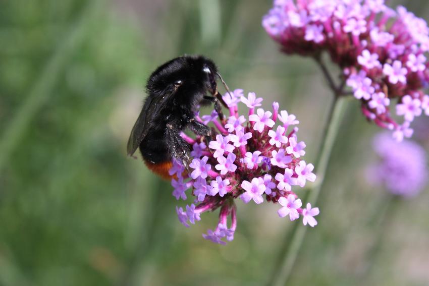  Buff Tailed Bumble Bee, Aulden Farm - July 2016 