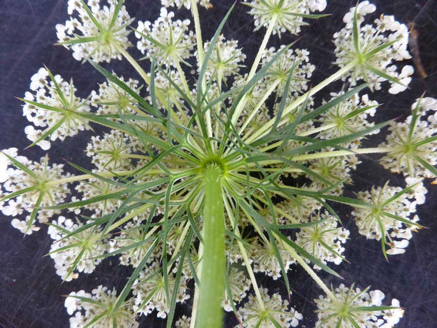 Carrot, Aulden Farm - August 2016 