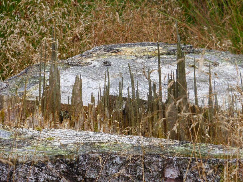  Elan Valley - August 2016 