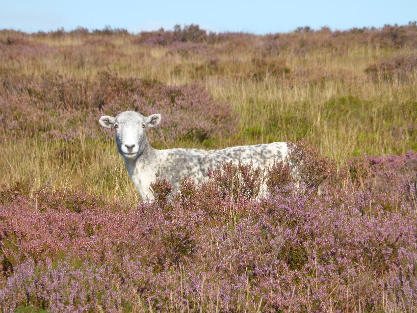  Sheep, Blorenge - September 2016 