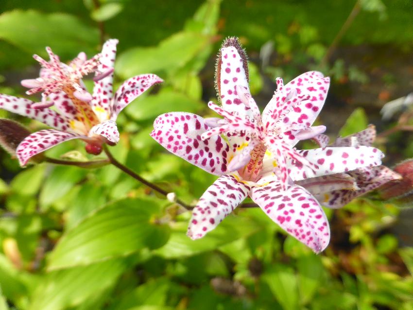  Tricyrtis stolonifera, Aulden Farm - September 2016 