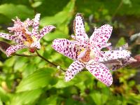  Tricyrtis stolonifera, Aulden Farm - September 2016 