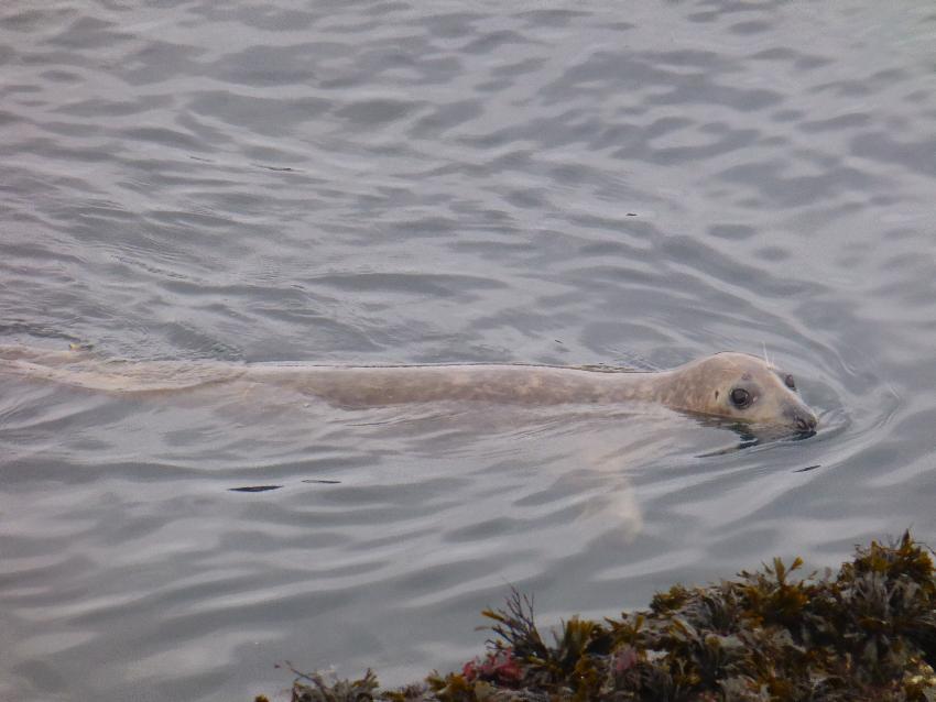  Mevagissey - October 2016 