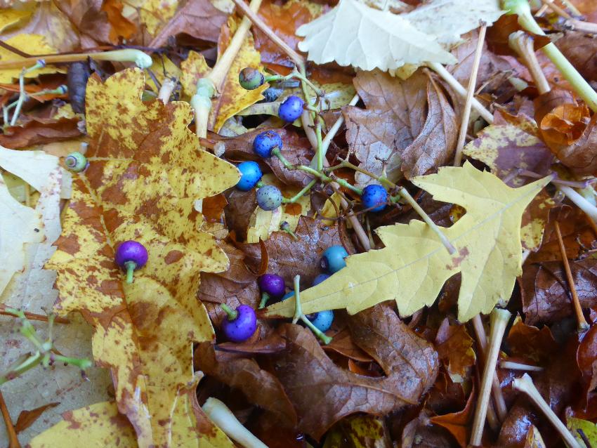  Autumn leaves, Aulden Farm - October 2016 