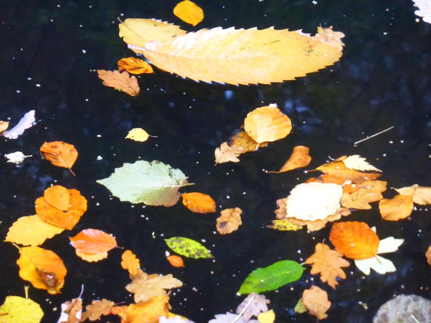  Breon Canal - November 2016 