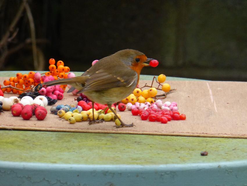  Robin assisting Jill photographing berries - November 2016 