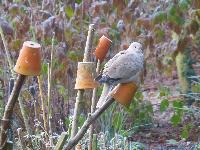  Collared Dove, Aulden Farm - December 2016 