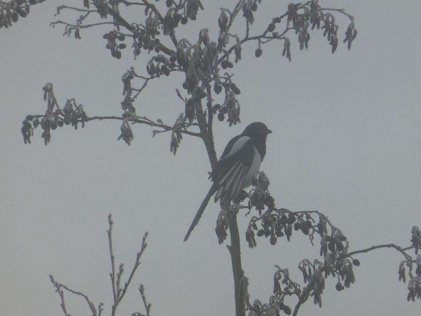  Magpie in the cold, Aulden Farm - December 2016 